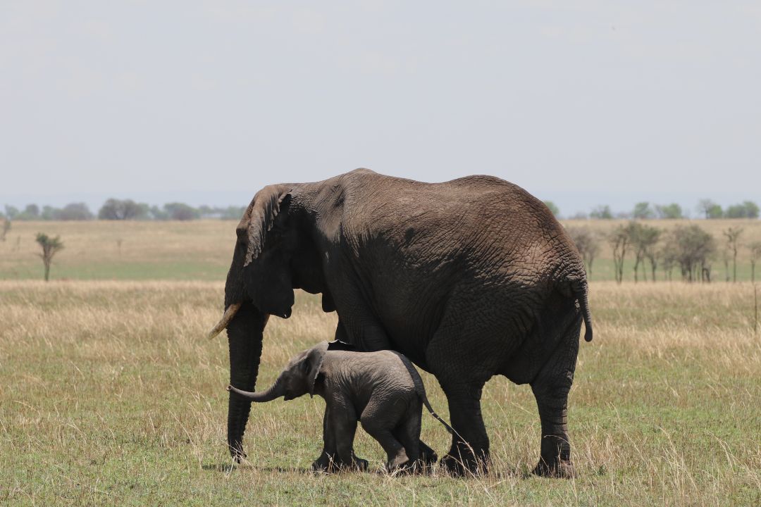 À quoi s’attendre lors d’un safari en Tanzanie : faune, lodges & déroulement d’une journée