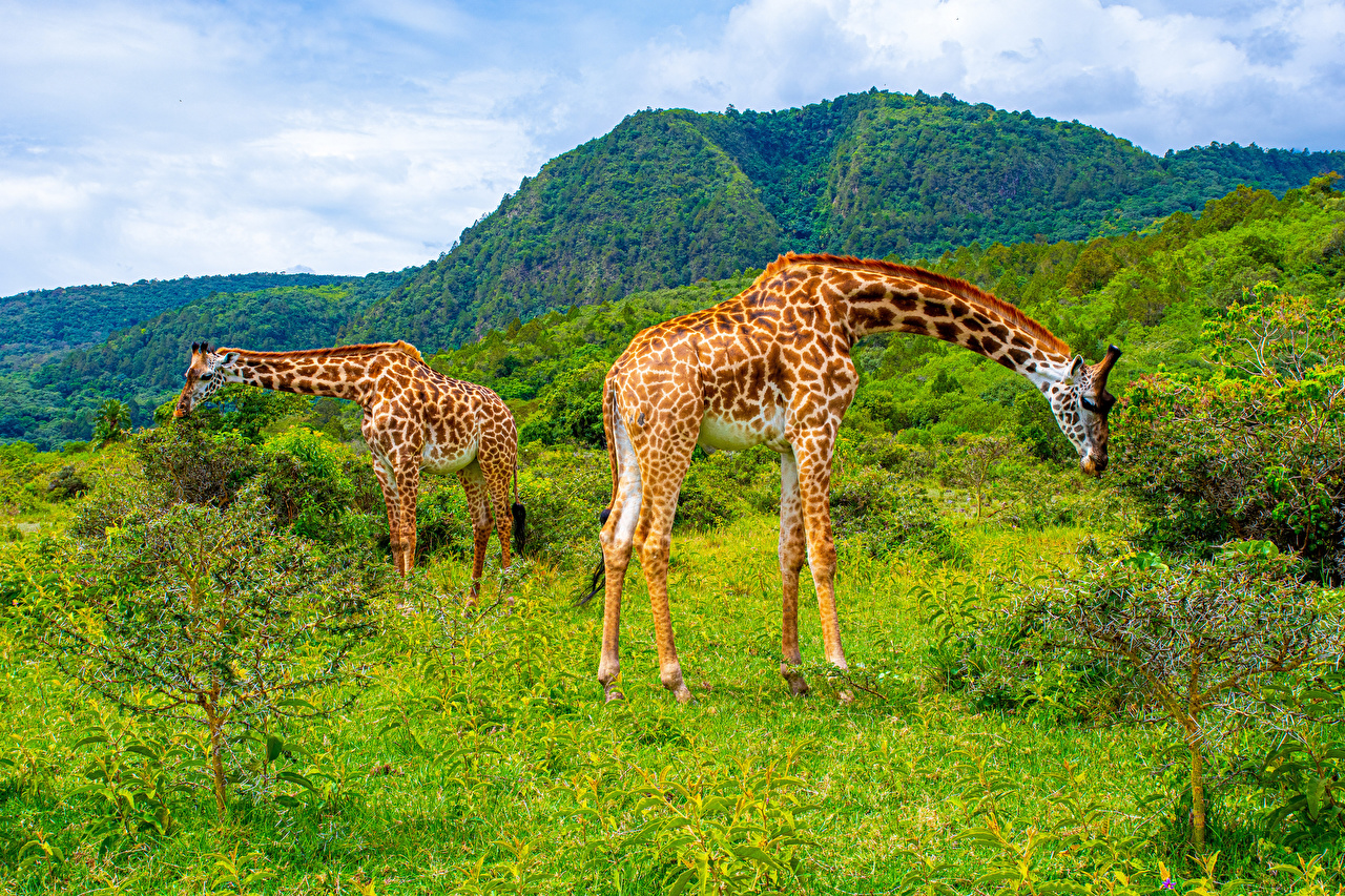 Parc national d'Arusha