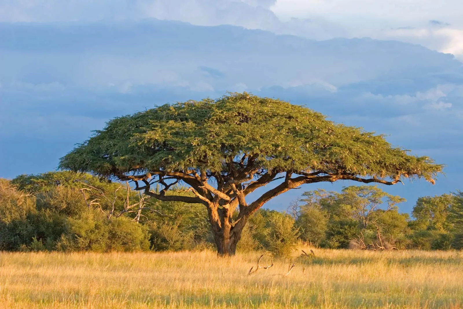Savanes à acacias