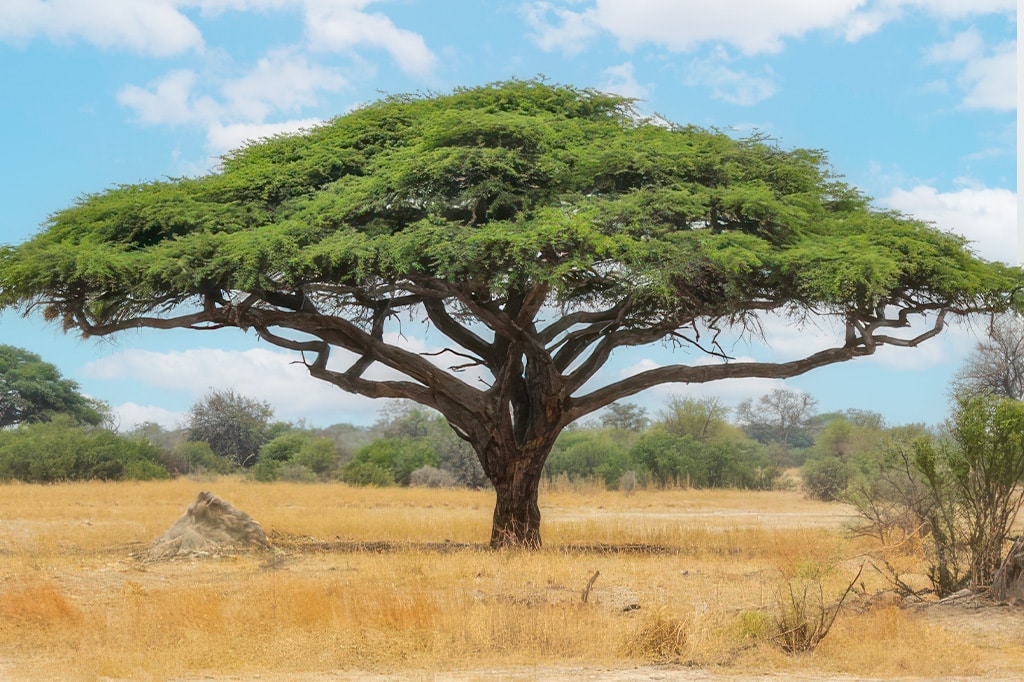 Forêt d’acacias