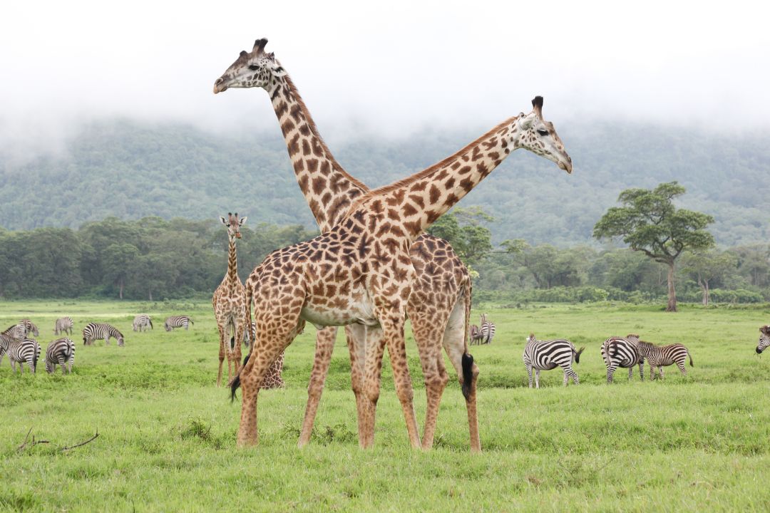 Excursion d'une journée au parc national d'Arusha