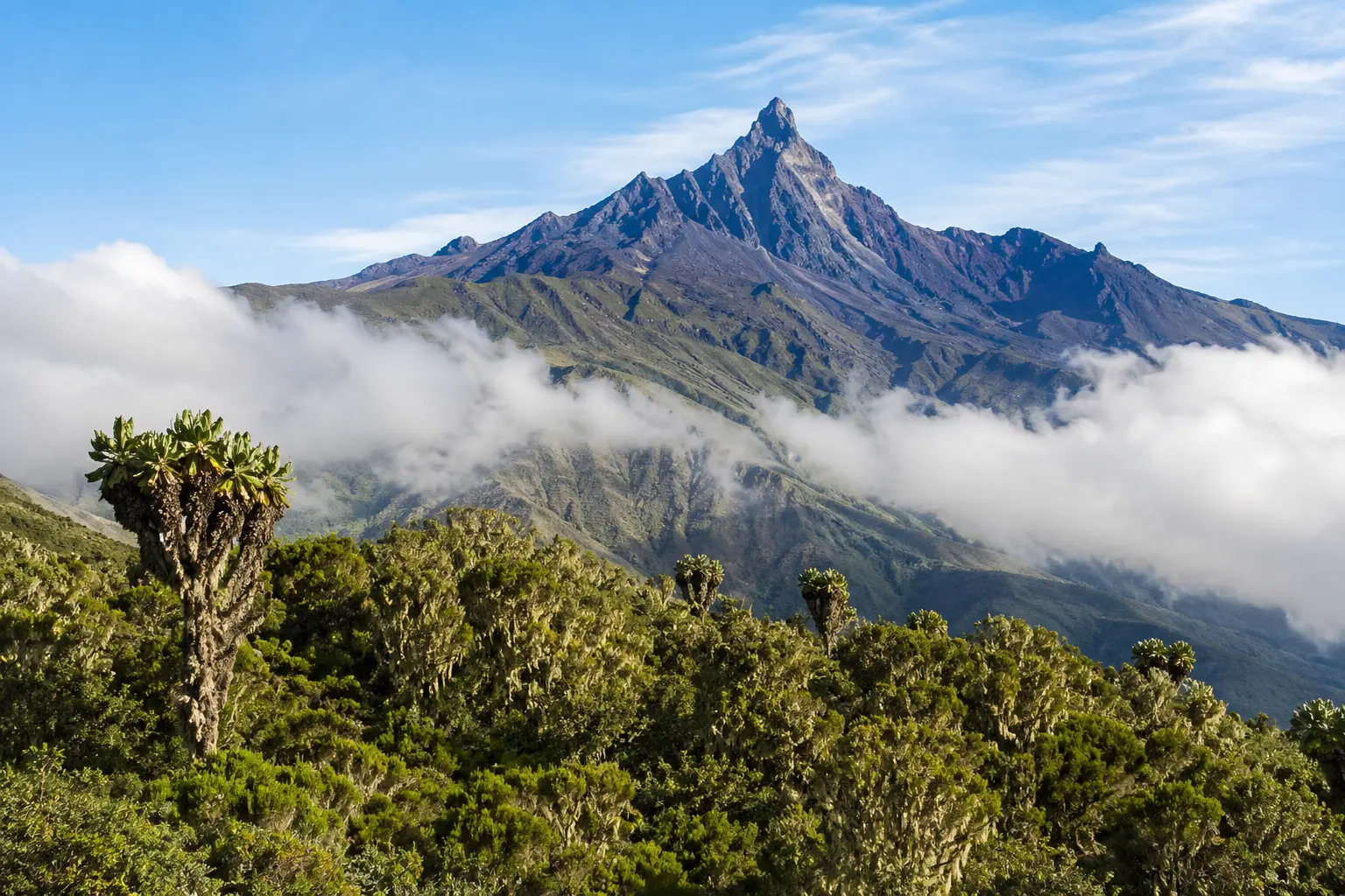 Forêt tropicale de montagne