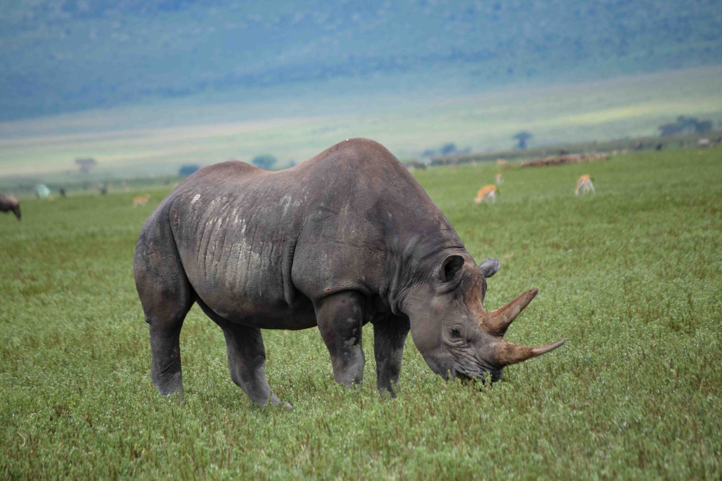 Cratère du Ngorongoro