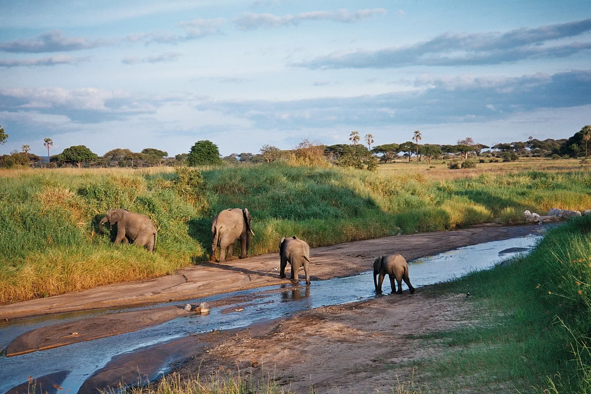 Excursion d'une journée au parc national de Tarangire