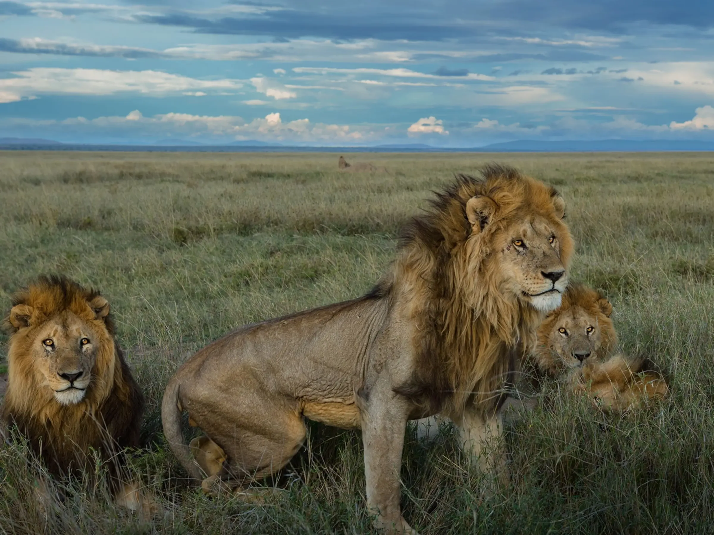 Faune et paysage du parc national du Serengeti