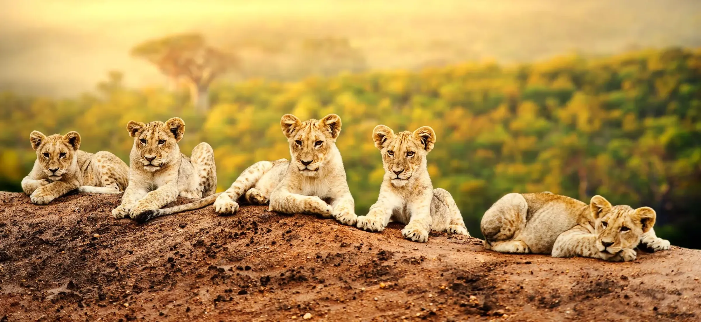 Safaris en famille